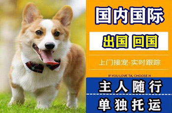 唐山市宠物托运公司唐山市宠物托运公司唐山市宠物托运公司