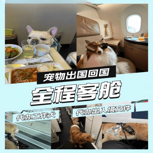 唐山市宠物托运到白俄罗斯宠物入境规定和要求
